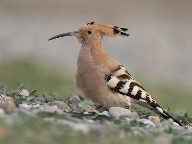 Hoopoe Upupa epops portrait taken at ground level