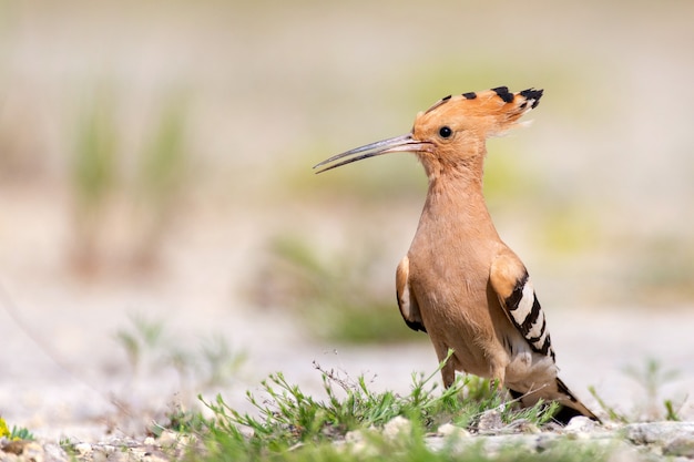 The hoopoe Upupa epops stands on the ground