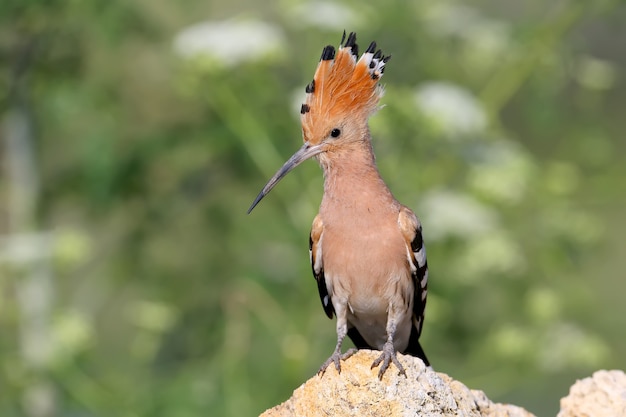 Photo hoopoe with open crest sits on a stone.