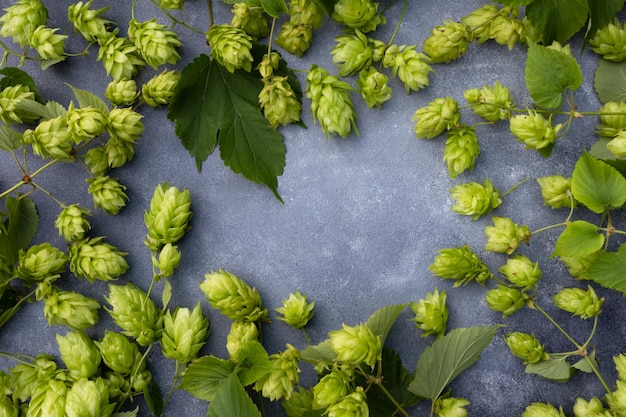 Hop branches on a gray background with space for text The concept of beer production Poster