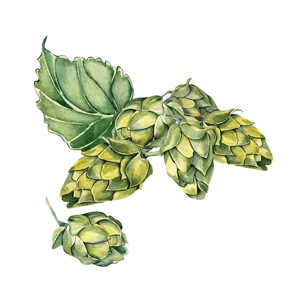 Hop cones and leaves watercolor illustration isolated on white background