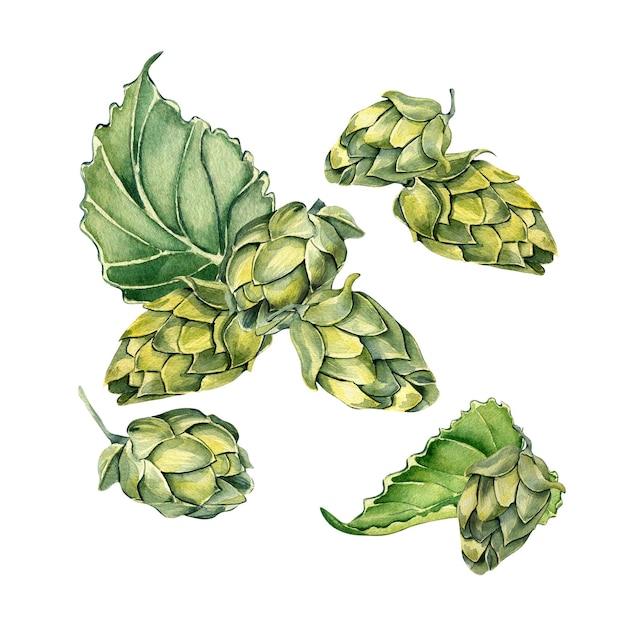 Hop cones and leaves watercolor illustration isolated on white background