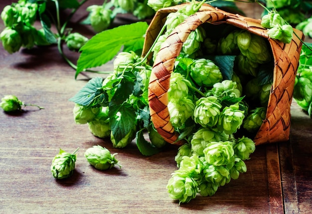 Hop cones wood background selective focus