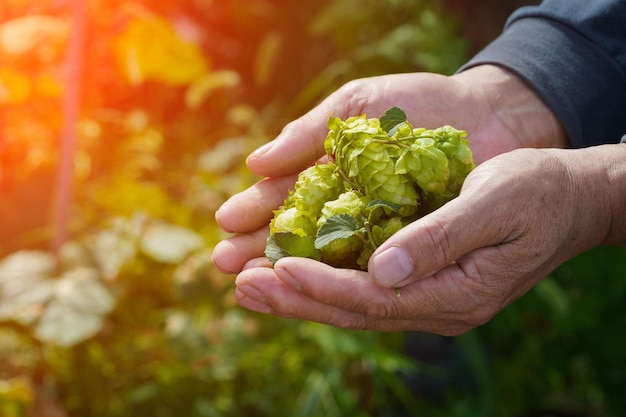 Hops in Northeast China in August