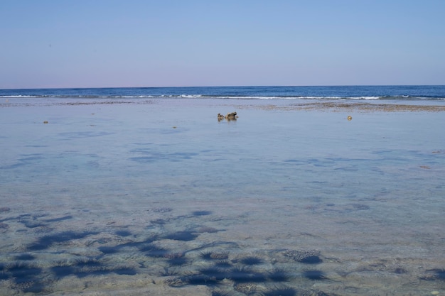 Horizon blue sea and sky Beach with sea urchins