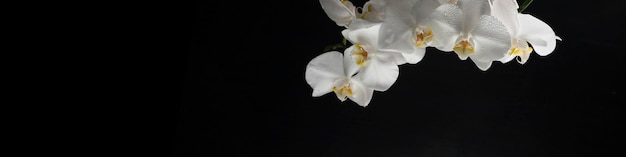 Horizontal banner 4x1 with white orchid flowers with water droplets on a black background closeup