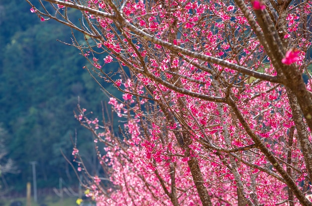 Horizontal banner with sakura flowers of pink color on sunny backdrop Beautiful nature spring background