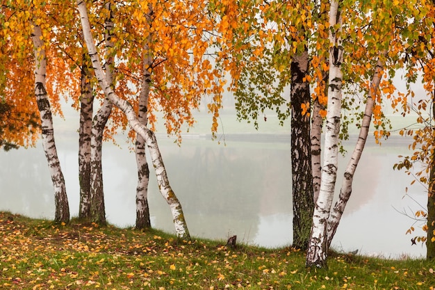 Horizontal fall background with birches trees with branches of orange green leaves in foggy park