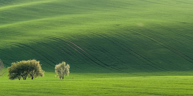 horizontal panorama with green field