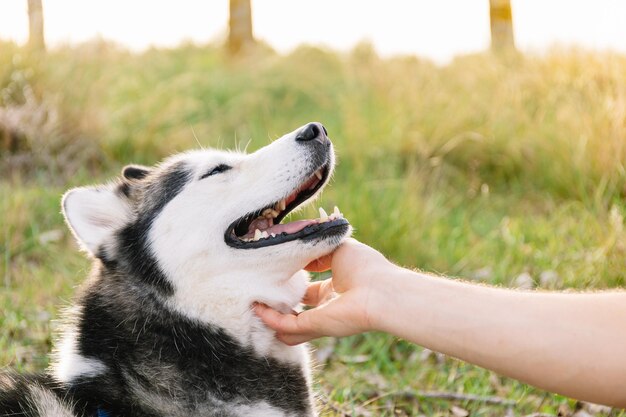 Photo horizontal photo blissful husky enjoying a chin scratch lifestyle concept