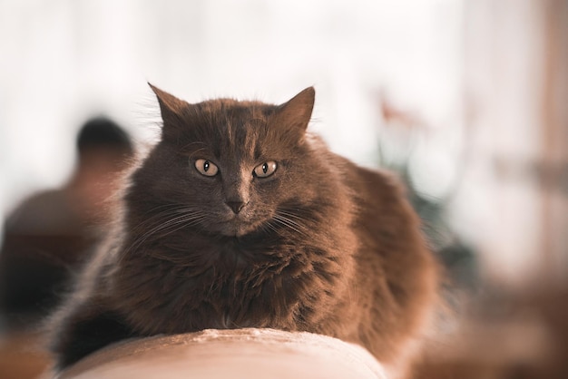 Horizontal photo of a cat sleeping on a sofa