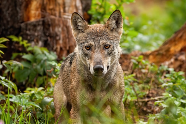 A horizontal portrait of gray wolf in his natural habitat in summertime