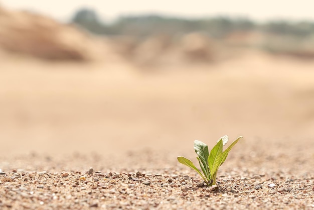 Photo horizontal shot of a lone green plant growing on the sand photo with copy space background in blur