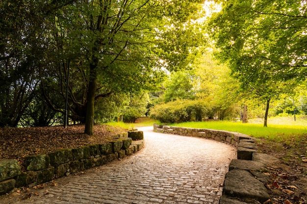 Horizontal shot of the Porto City Park in Portugal. Plain ground with thick trees