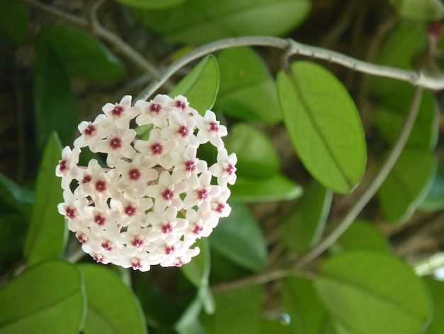 Horizontal shot of white hoya flowers  on a greenery background