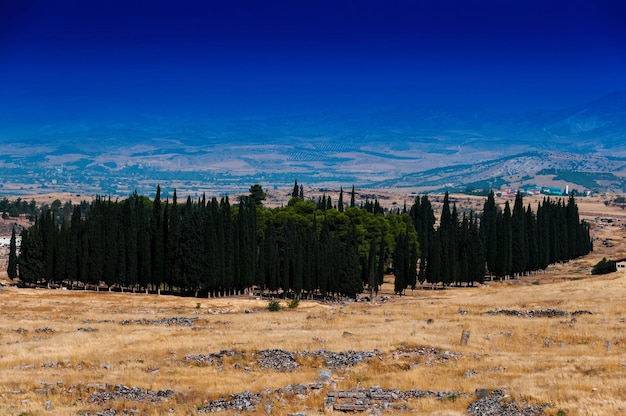 Horizontal vivid cypress accumulation landscape background backdrop