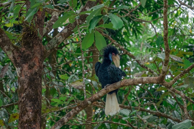 Hornbill black body and cream tail on the twigs are cleaning the hair.