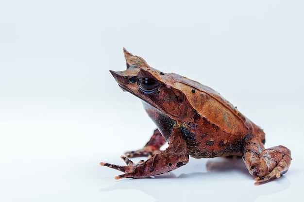 horned frog with white bacground