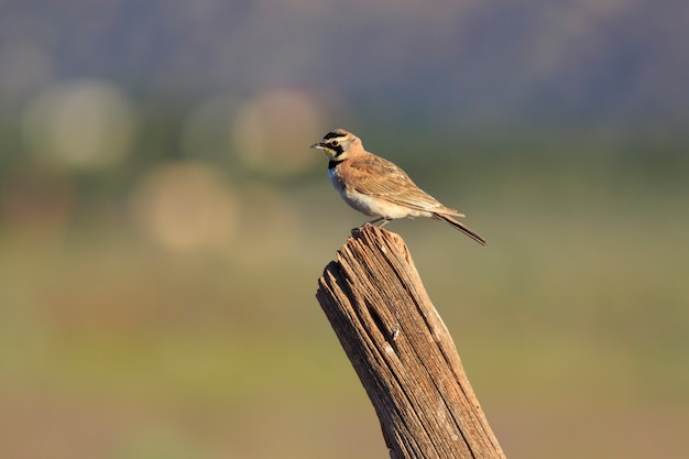 Photo horned lark on fence post in utah