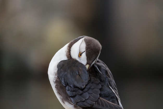 Horned Puffin (Fratercula corniculata), close up shot