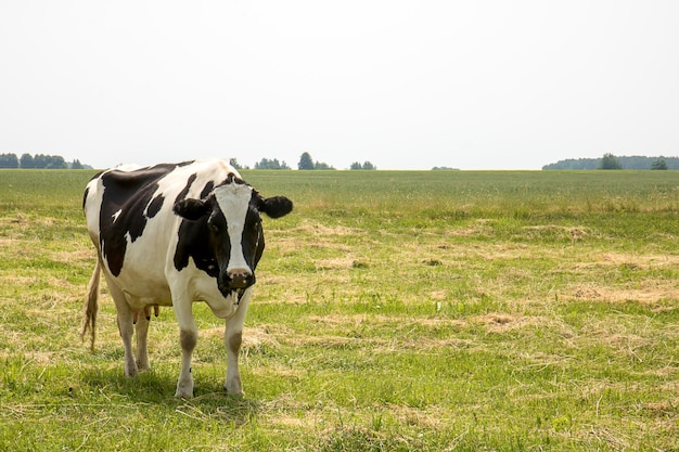 Hornless black and white cow grazing in the meadow