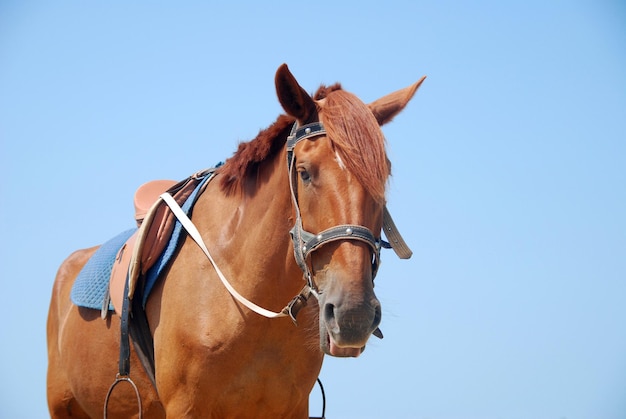 Horse on a background of blue sky