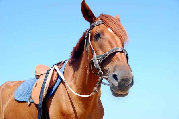 Horse on a background of blue sky