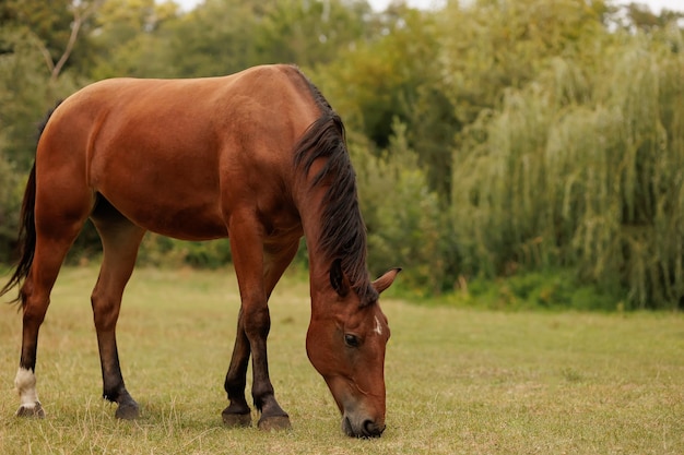 The horse bowed its head down and nibbling grass in the meadow in autumn