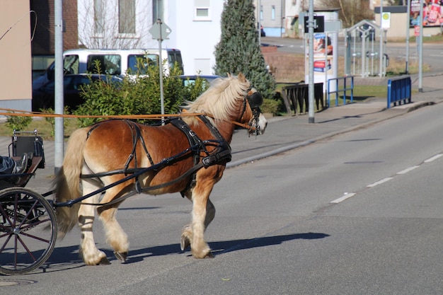 Horse cart