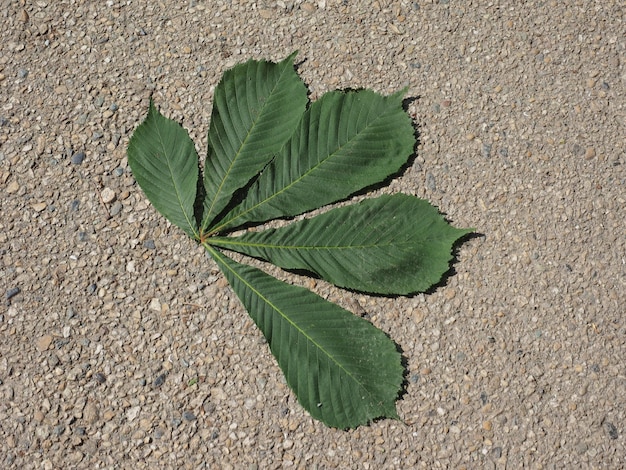 Horse chestnut Aesculus hippocastanum Conker tree leaves