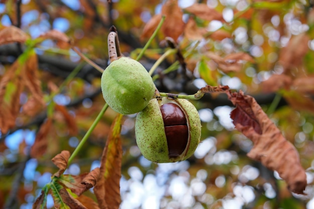 Horse chestnut fruits ripen on a branch of an autumn tree close-up