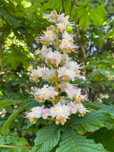 Horse chestnut tree in bloom White horse chestnut flowers