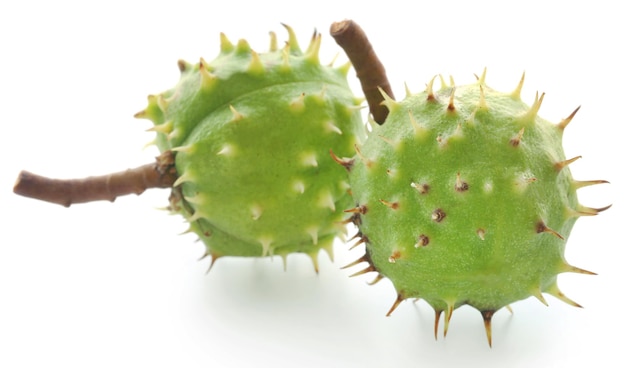 Horse chestnut over white background