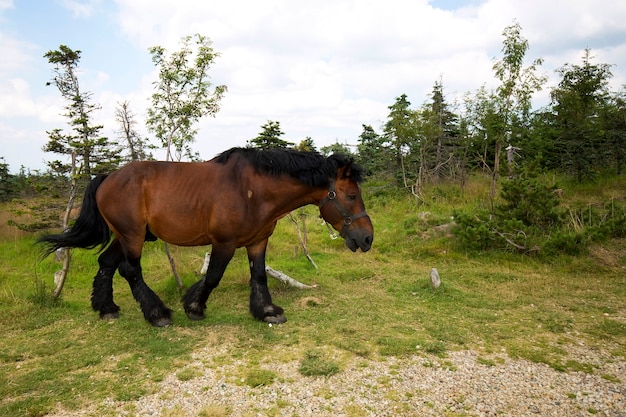 Horse in a clearing