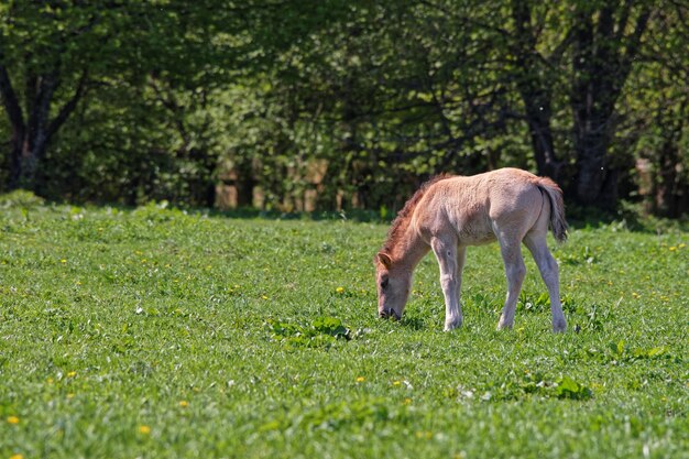 Horse colt at Bialowieza National Park as a part of Belovezhskaya Pushcha National Park in Poland.