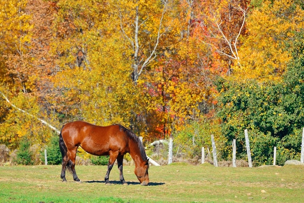 Horse at countryside in Stowe with Autumn mountains and forest