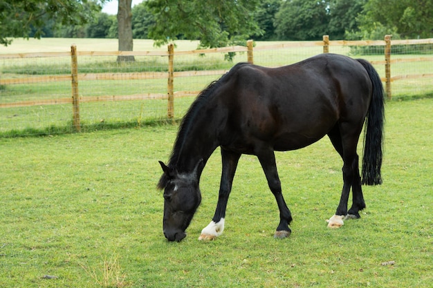 Horse eating green grass on the farm