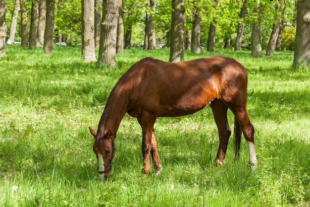 A horse eats a green grass on to the meadow