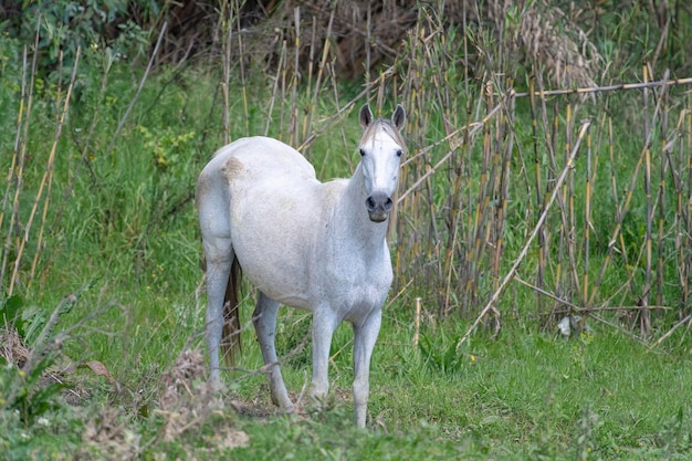 Horse (Equus ferus caballus) Malaga, Spain