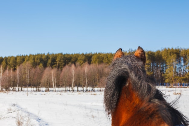 A horse field stands with its back and looks towards the forest