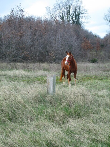 Photo horse in a field