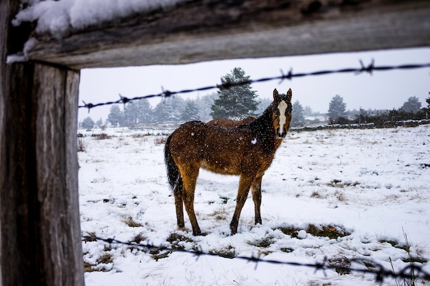 Horse foal in the snow.