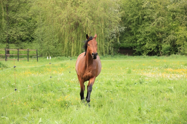 Horse galloping in a meadow in spring