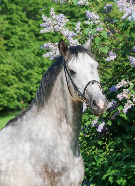 Photo horse on grass