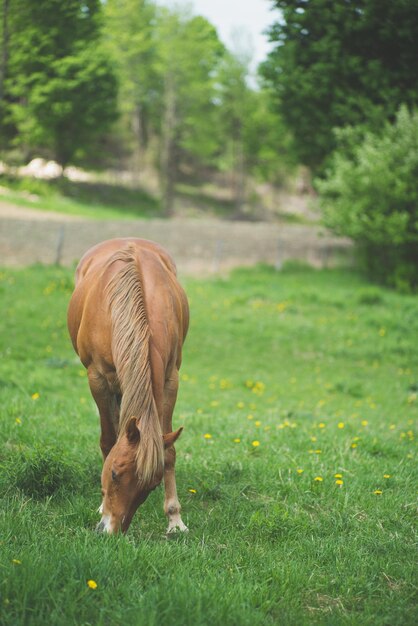 Photo horse on grassy field