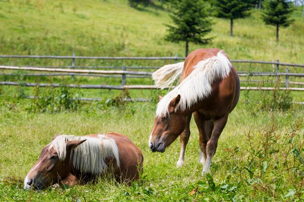 Horse on grassy field