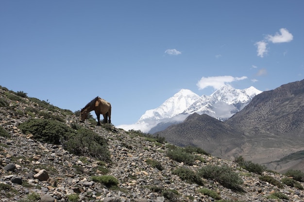 A horse grazes on a mountain slope in the Himalayas