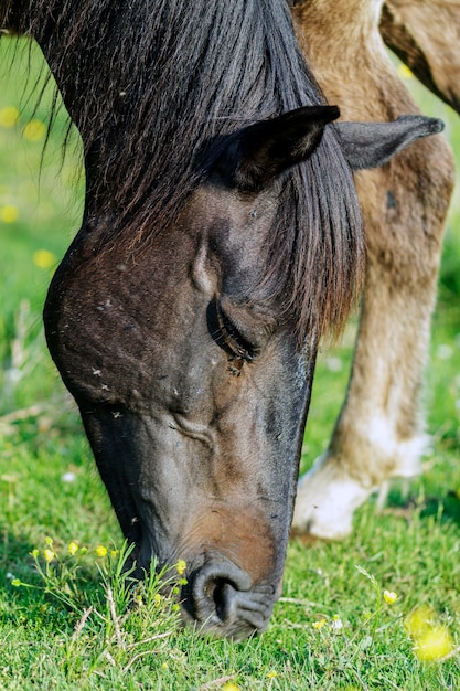 A horse grazing the grass seen up close