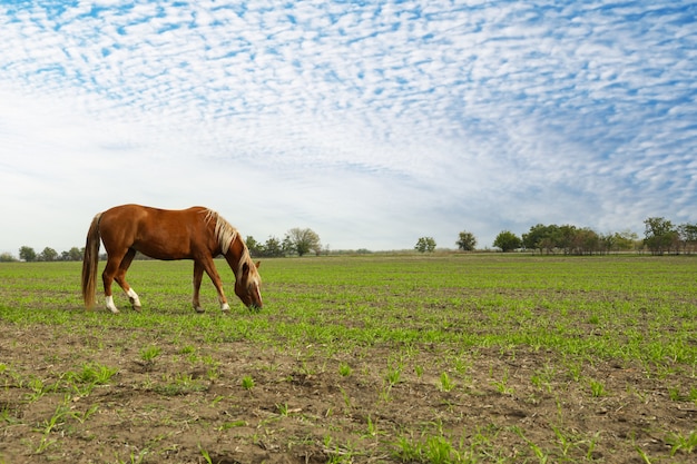 Horse grazing in the green field in the morning