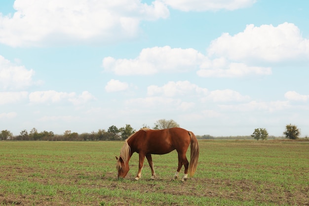 Horse grazing in the green field in the morning